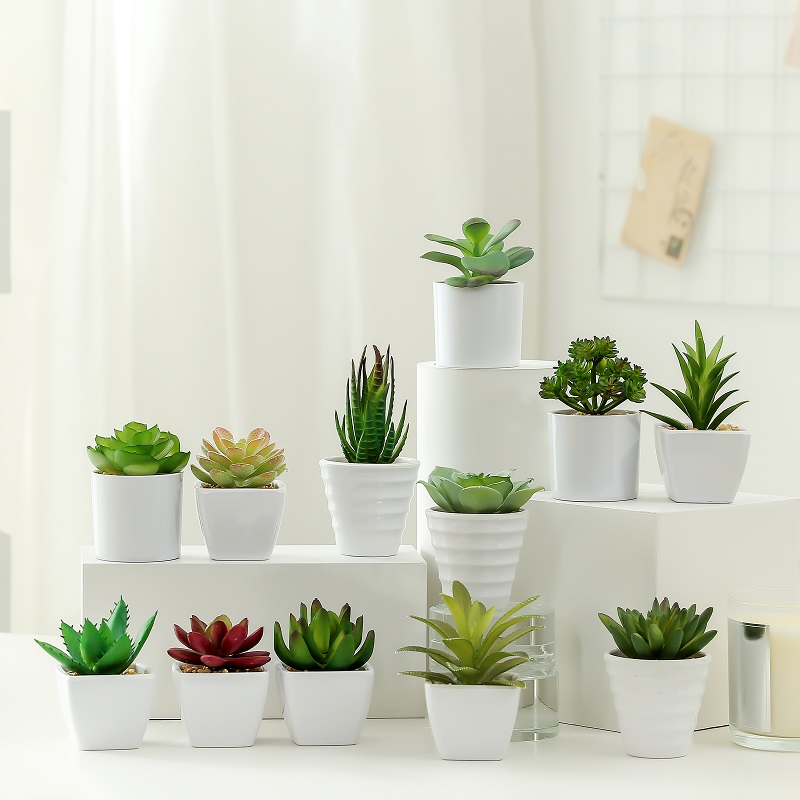 Díol te Succulent saorga i bpota meilimín le díol