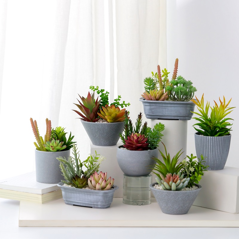 Díol te Succulent saorga i bpota meilimín le díol