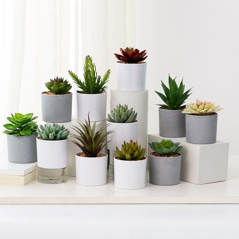 Díol te Succulent saorga i bpota meilimín le díol